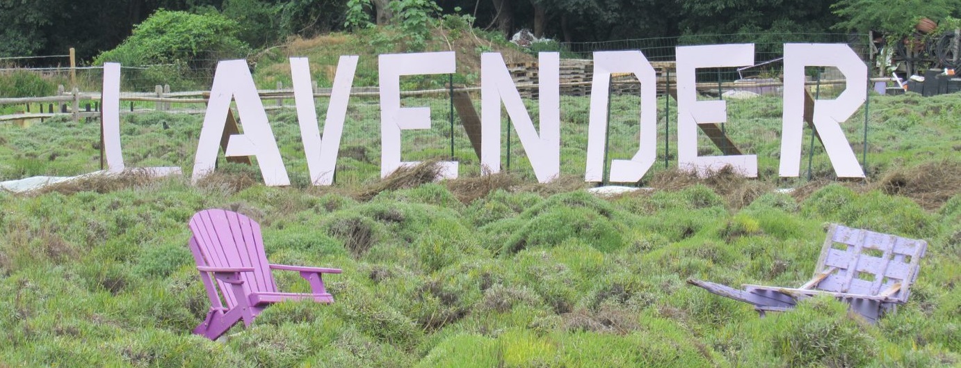 Lavender and Flower Fields on the North Fork